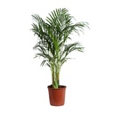 Goldfruchtpalme (Dypsis lutescens) – pflegeleichte Zimmerpflanze, Topf-Ø 24 cm, Höhe ca. 120 cm