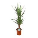 Palmlilie (Yucca gigantea) – pflegeleichte Zimmerpflanze, Topf-Ø 21 cm, Höhe ca. 90 cm