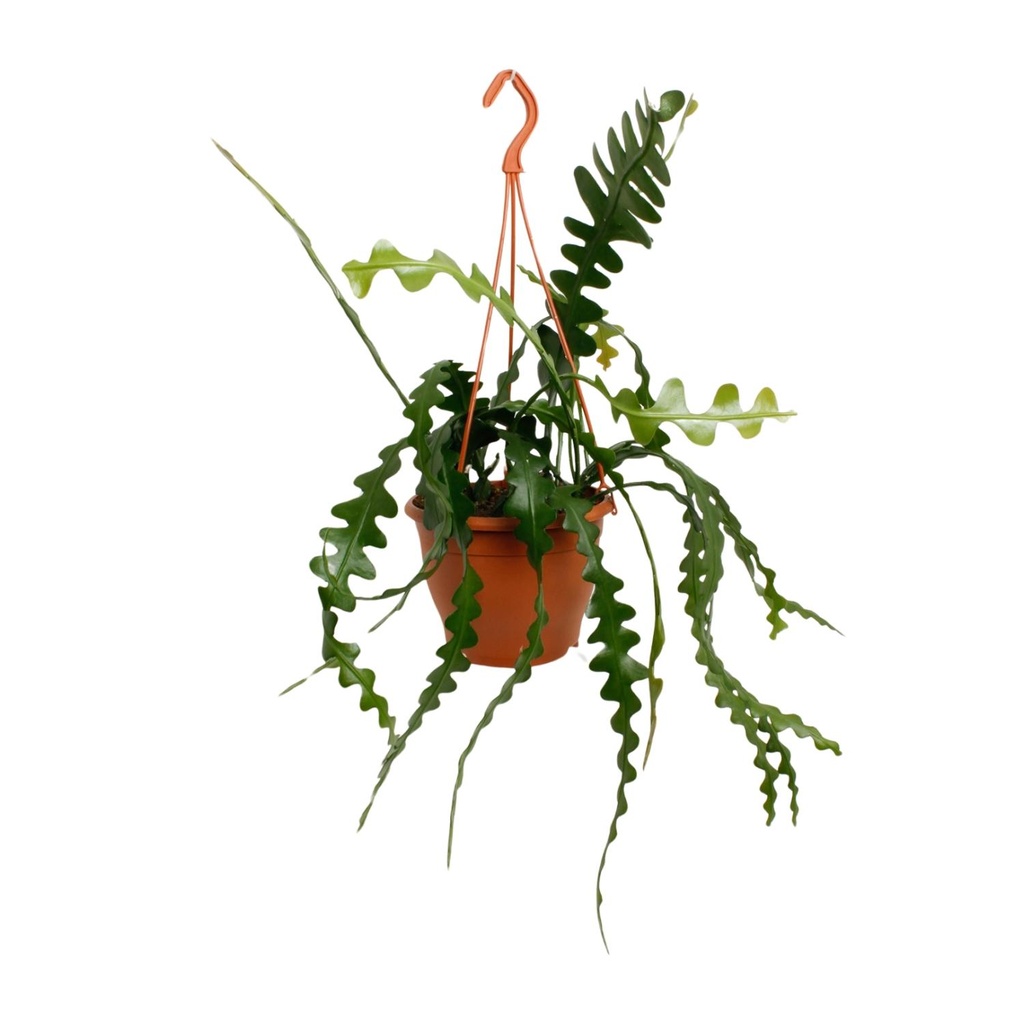 Sägeblattkaktus (Epiphyllum anguliger) – pflegeleichte Zimmerpflanze, Topf-Ø 17 cm, Höhe ca. 35 cm