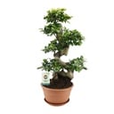 Ginseng-Feige (Ficus ginseng) – pflegeleichte Zimmerpflanze, Topf-Ø 27 cm, Höhe ca. 70 cm