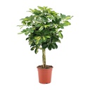 Strahlenaralie (Schefflera arboricola) – pflegeleichte Zimmerpflanze, Topf-Ø 19 cm, Höhe ca. 75 cm