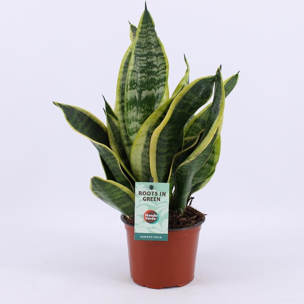 Bogenhanf (Sansevieria trifasciata) – pflegeleichte Zimmerpflanze, Topf-Ø 12 cm, Höhe ca. 35 cm