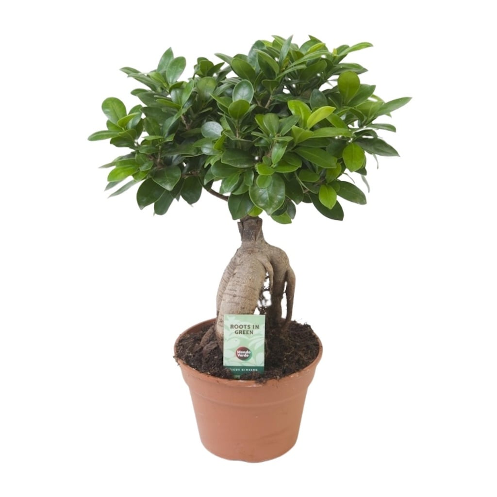 Ginseng-Feige (Ficus ginseng) – pflegeleichte Zimmerpflanze, Topf-Ø 17 cm, Höhe ca. 40 cm