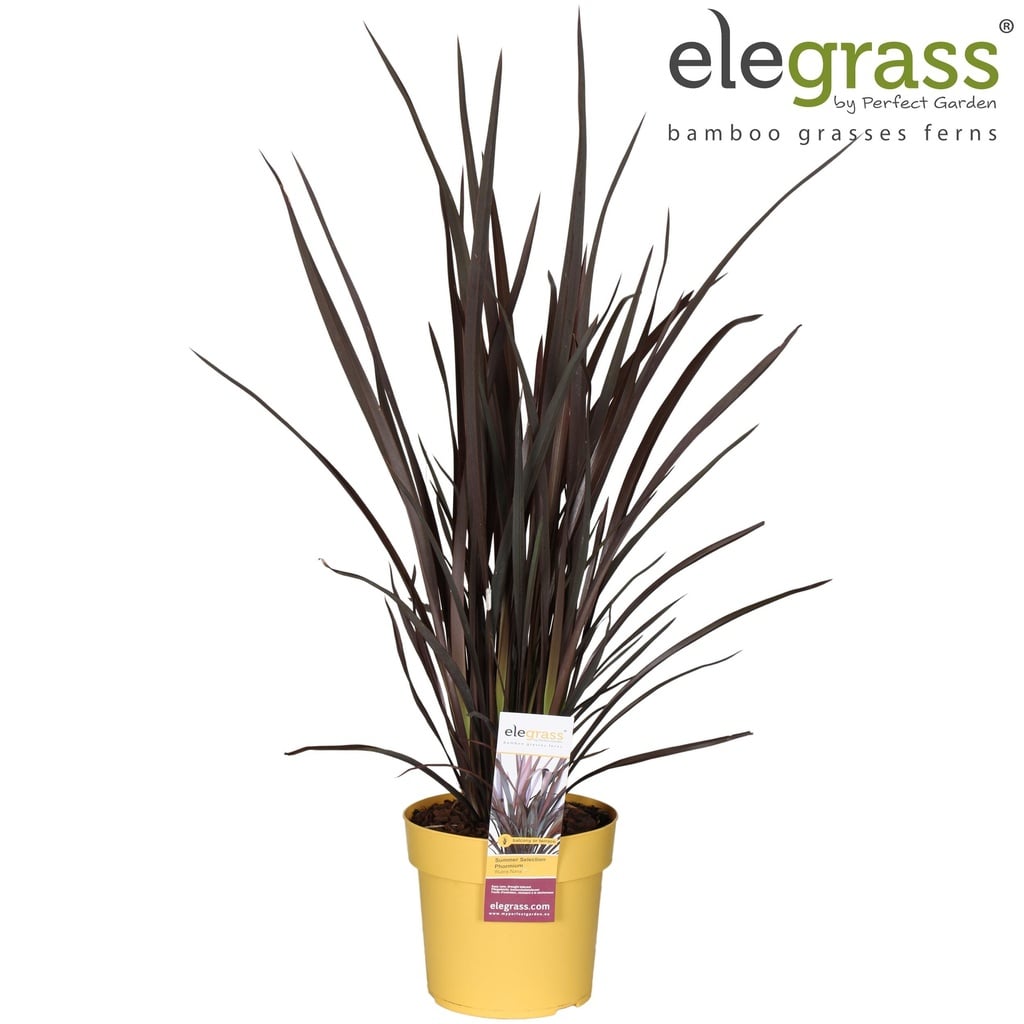 Neuseelandflachs (Phormium tenax) – winterharte Blattschmuckpflanze, Topf-Ø 19 cm, Höhe ca. 70 cm