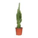 Dreikantige Wolfsmilch (Euphorbia trigona) – pflegeleichte Zimmerpflanze, Topf-Ø 17 cm, Höhe ca. 70 cm
