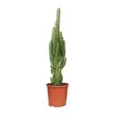 Dreikantige Wolfsmilch (Euphorbia trigona) – pflegeleichte Zimmerpflanze, Topf-Ø 17 cm, Höhe ca. 70 cm