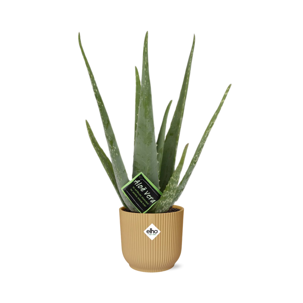 Echte Aloe (Aloe vera) – pflegeleichte Zimmerpflanze, Höhe ca. 12 cm