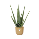 Echte Aloe (Aloe vera) – pflegeleichte Zimmerpflanze, Höhe ca. 12 cm