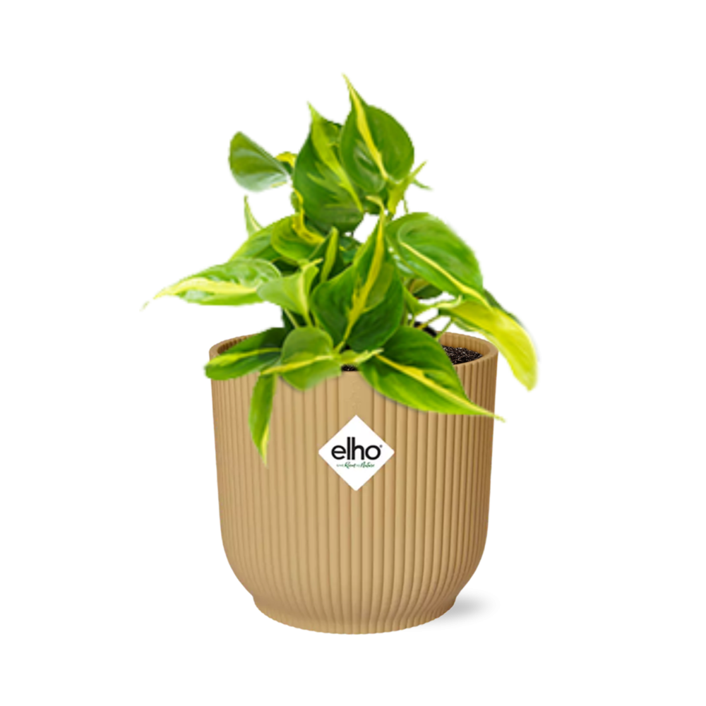 Philodendron Scandens ‘Brasil’ in ELHO Vibes Fold 14cm gelb