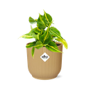 Philodendron Scandens ‘Brasil’ in ELHO Vibes Fold 14cm gelb