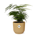 Asparagus Setaceus ‘Plumosus’ in ELHO Vibes Fold 14cm gelb