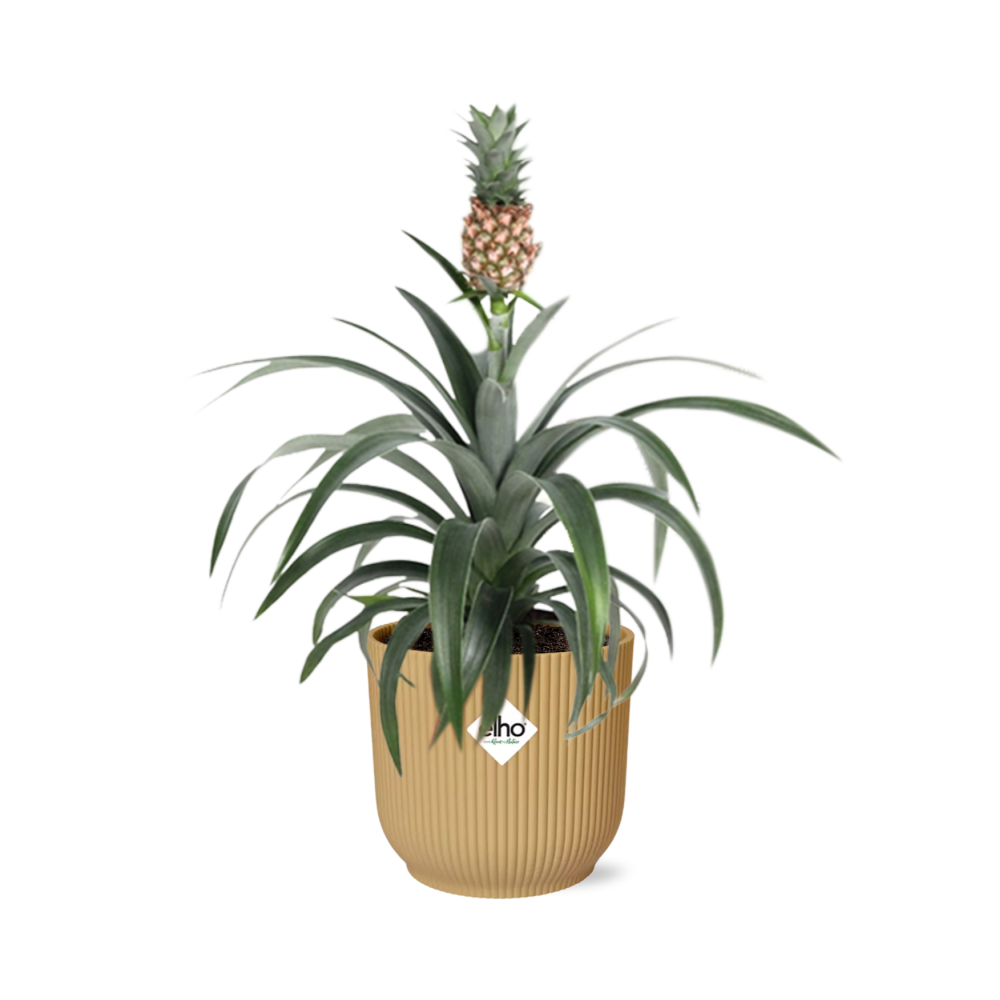 Ananas Mein Freund in ELHO Vibes Fold 14cm gelb