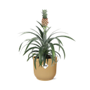 Ananas Mein Freund in ELHO Vibes Fold 14cm gelb