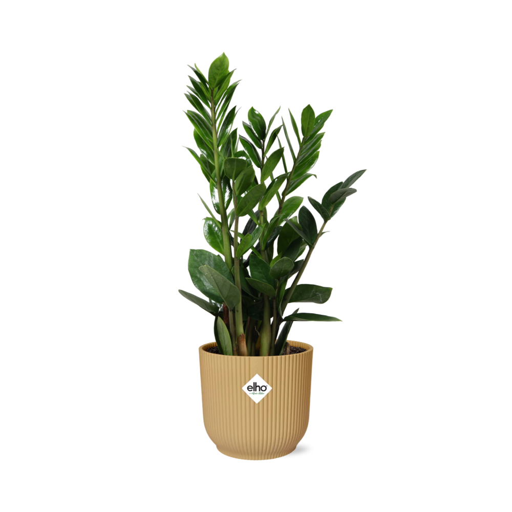 Zamioculcas – Höhe 45-50 in ELHO Vibes Fold 14cm gelb