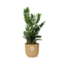 Zamioculcas – Höhe 45-50 in ELHO Vibes Fold 14cm gelb
