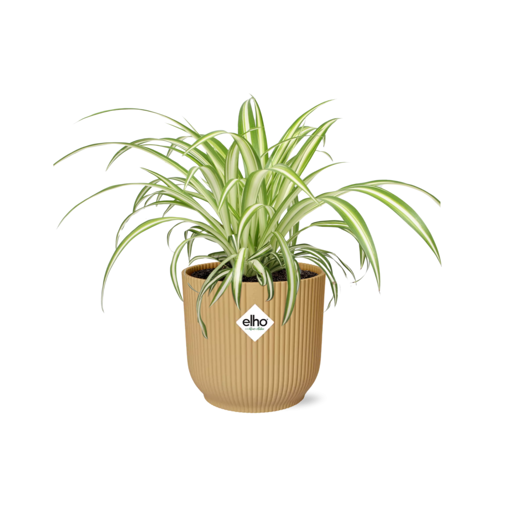 Grünlilie (Chlorophytum comosum) – pflegeleichte Zimmerpflanze, Höhe ca. 14 cm