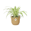 Chlorophytum Comosum Variegatum in ELHO Vibes Fold 14cm gelb