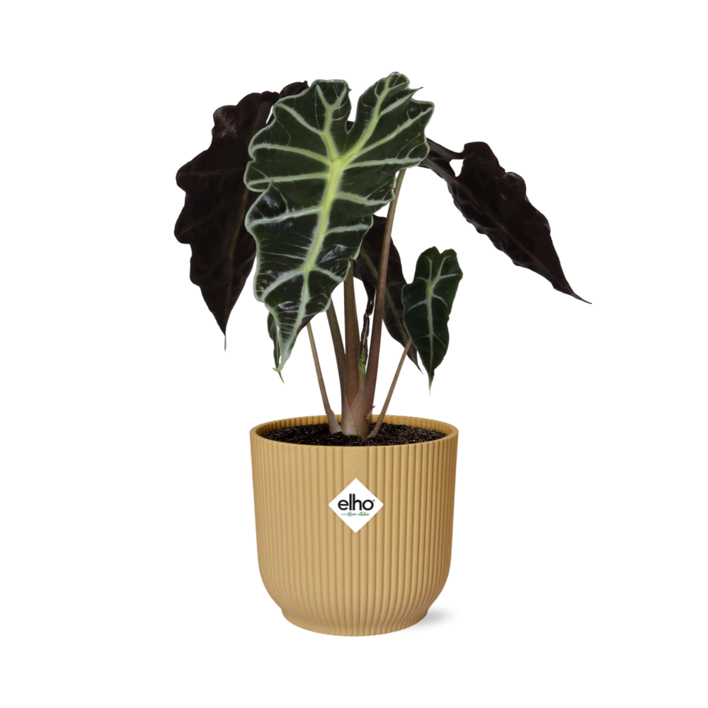 Alocasia ‘Polly’ in ELHO Vibes Fold 14cm gelb