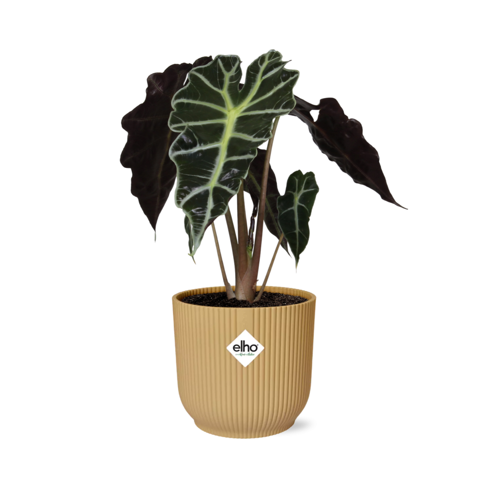 Pfeilblatt (Alocasia ×) – pflegeleichte Zimmerpflanze, Höhe ca. 14 cm