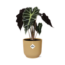 Alocasia ‘Polly’ in ELHO Vibes Fold 14cm gelb