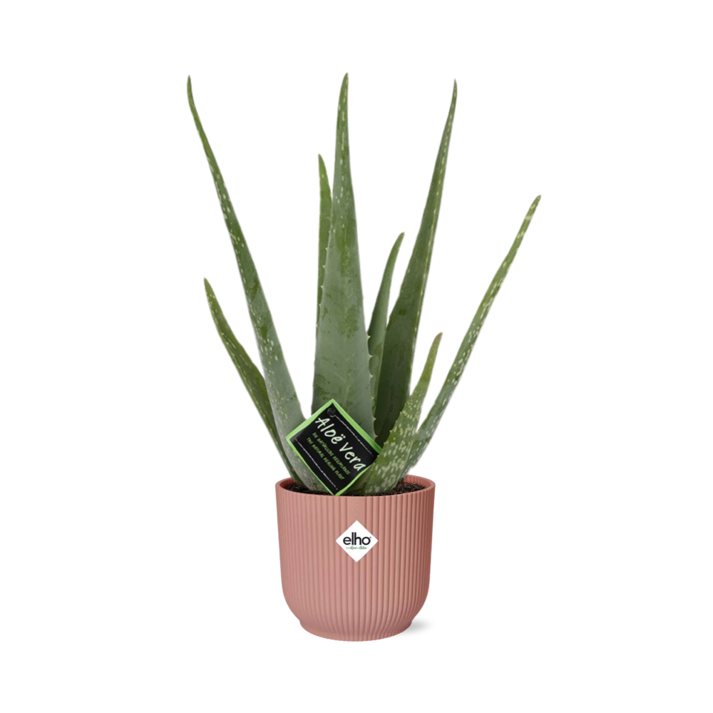 Echte Aloe (Aloe vera) – pflegeleichte Zimmerpflanze, Höhe ca. 12 cm