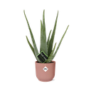 Echte Aloe (Aloe vera) – pflegeleichte Zimmerpflanze, Höhe ca. 12 cm