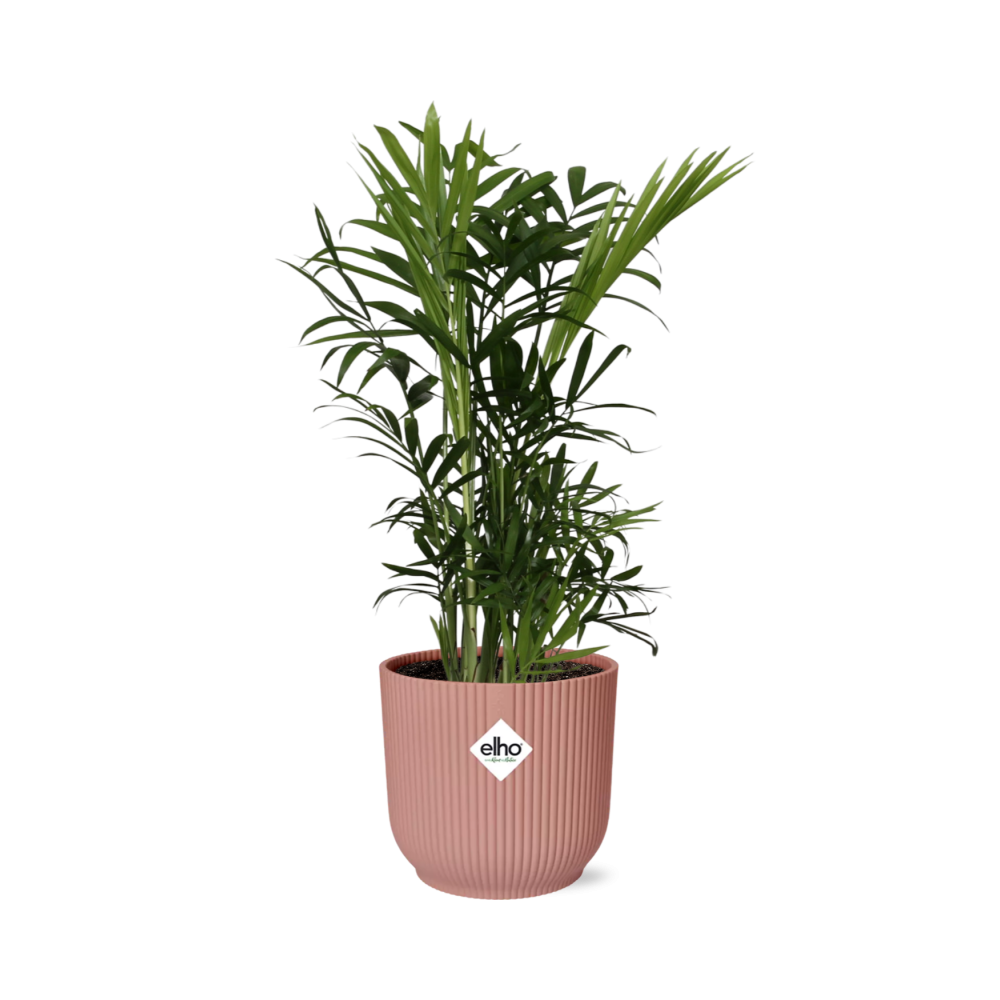 Chamaedorea Elegans in ELHO Vibes Fold 14cm roze
