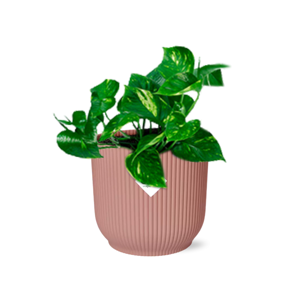 Efeutute (Epipremnum pinnatum) – pflegeleichte Zimmerpflanze, Höhe ca. 14 cm