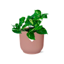 Efeutute (Epipremnum pinnatum) – pflegeleichte Zimmerpflanze, Höhe ca. 14 cm