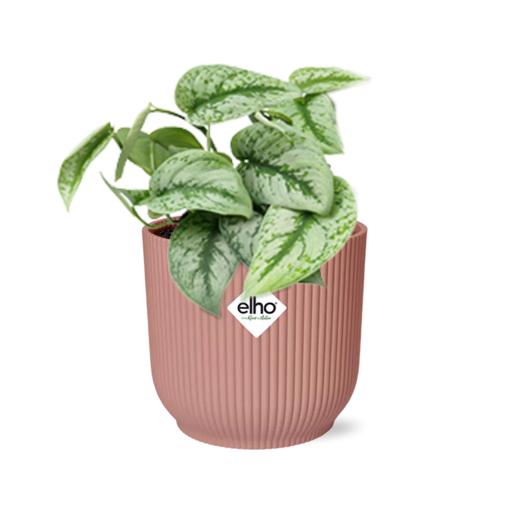 Satinpothos (Scindapsus pictus) – pflegeleichte Zimmerpflanze, Höhe ca. 14 cm