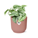 Satinpothos (Scindapsus pictus) – pflegeleichte Zimmerpflanze, Höhe ca. 14 cm