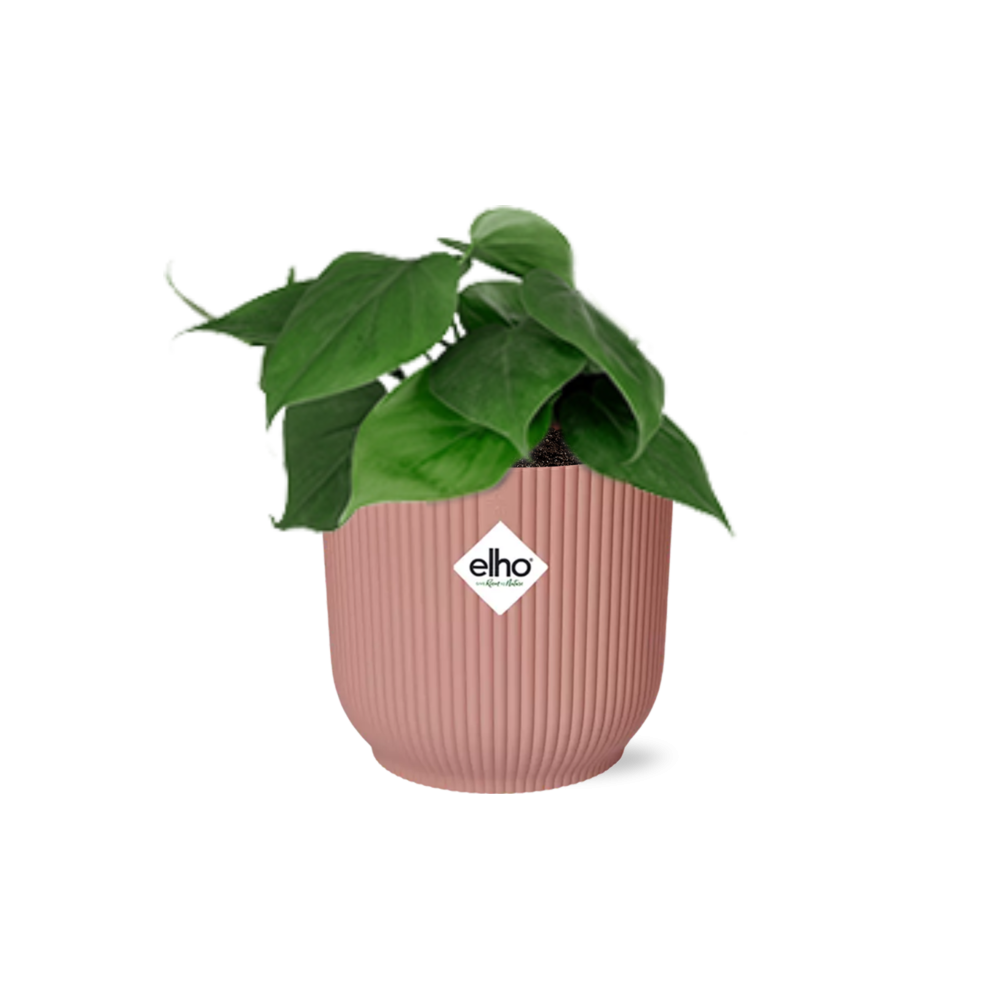 Herzblatt-Philodendron (Philodendron scandens) – pflegeleichte Zimmerpflanze, Höhe ca. 14 cm