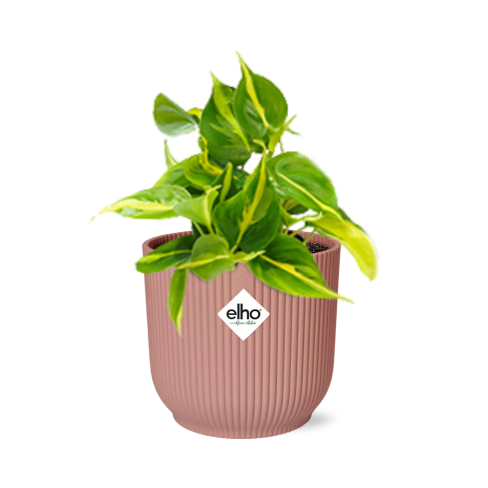 Herzblattphilodendron (Philodendron scandens) – pflegeleichte Zimmerpflanze, Höhe ca. 14 cm