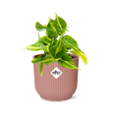 Herzblattphilodendron (Philodendron scandens) – pflegeleichte Zimmerpflanze, Höhe ca. 14 cm