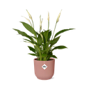 Einblatt (Spathiphyllum wallisii) – pflegeleichte Zimmerpflanze, Höhe ca. 14 cm