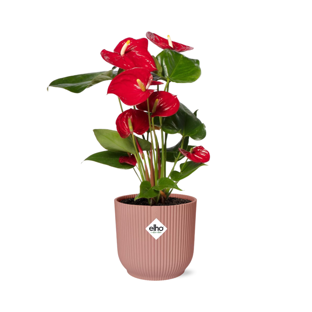 Flamingoblume (Anthurium andraeanum) – pflegeleichte Zimmerpflanze, Höhe ca. 12 cm