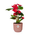 Flamingoblume (Anthurium andraeanum) – pflegeleichte Zimmerpflanze, Höhe ca. 12 cm