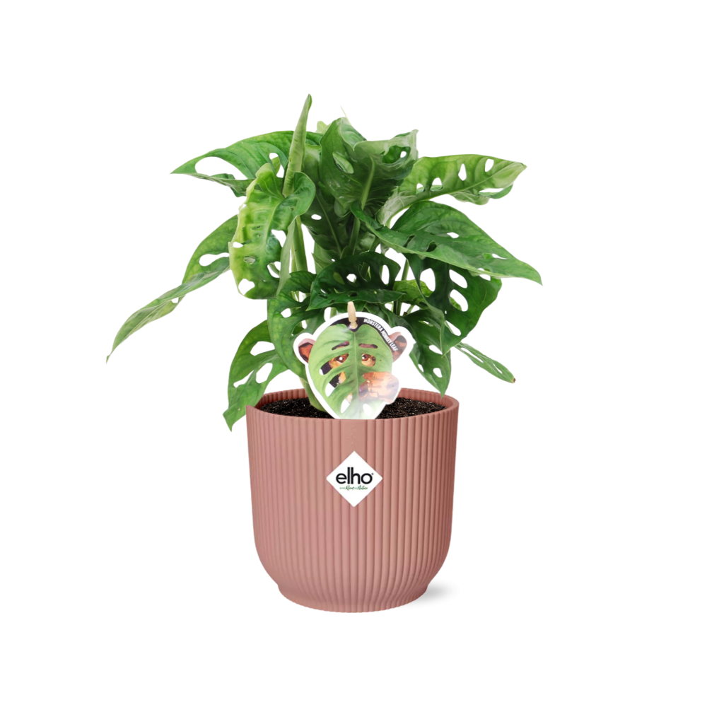 Monstera (Monstera adansonii) – pflegeleichte Zimmerpflanze, Höhe ca. 14 cm