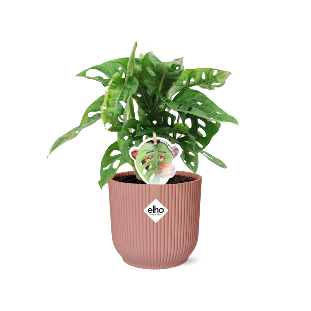 Monstera ‘Monkey Leaf’ in ELHO Vibes Fold 14cm roze
