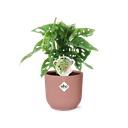 Monstera (Monstera adansonii) – pflegeleichte Zimmerpflanze, Höhe ca. 14 cm