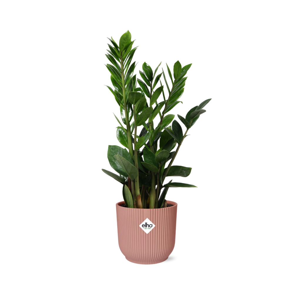 Glücksfeder (Zamioculcas zamiifolia) – pflegeleichte Zimmerpflanze, Höhe ca. 14 cm