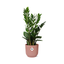Glücksfeder (Zamioculcas zamiifolia) – pflegeleichte Zimmerpflanze, Höhe ca. 14 cm
