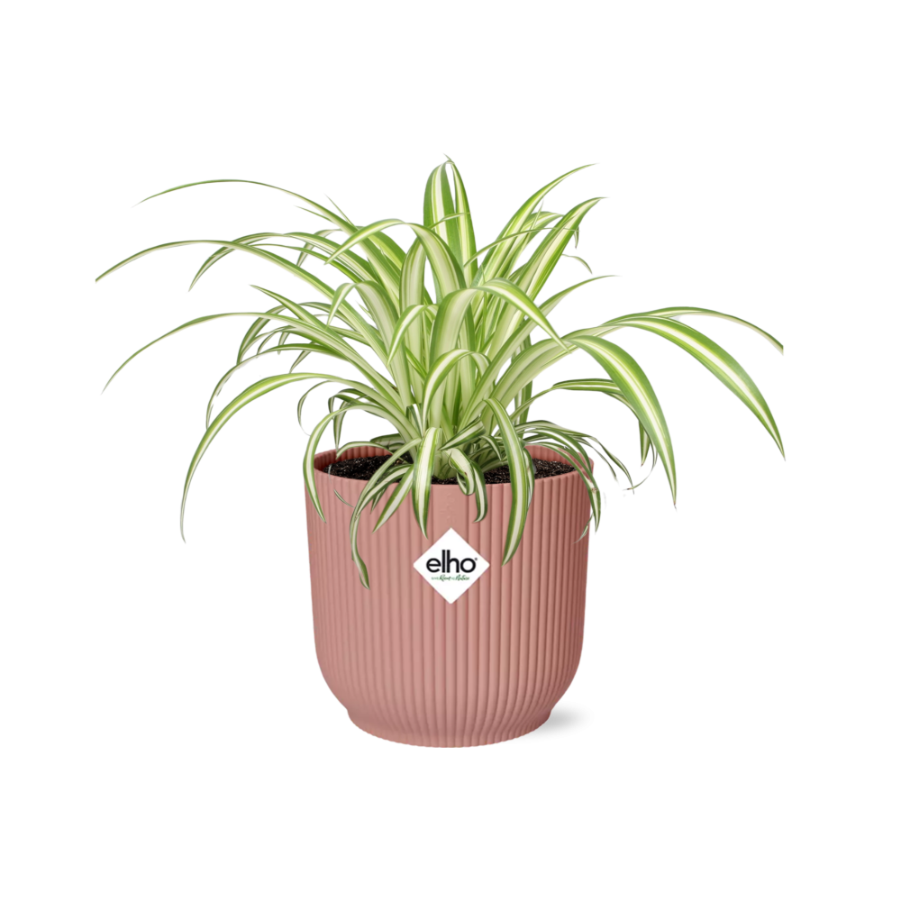 Grünlilie (Chlorophytum comosum) – pflegeleichte Zimmerpflanze, Höhe ca. 14 cm