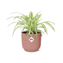 Grünlilie (Chlorophytum comosum) – pflegeleichte Zimmerpflanze, Höhe ca. 14 cm