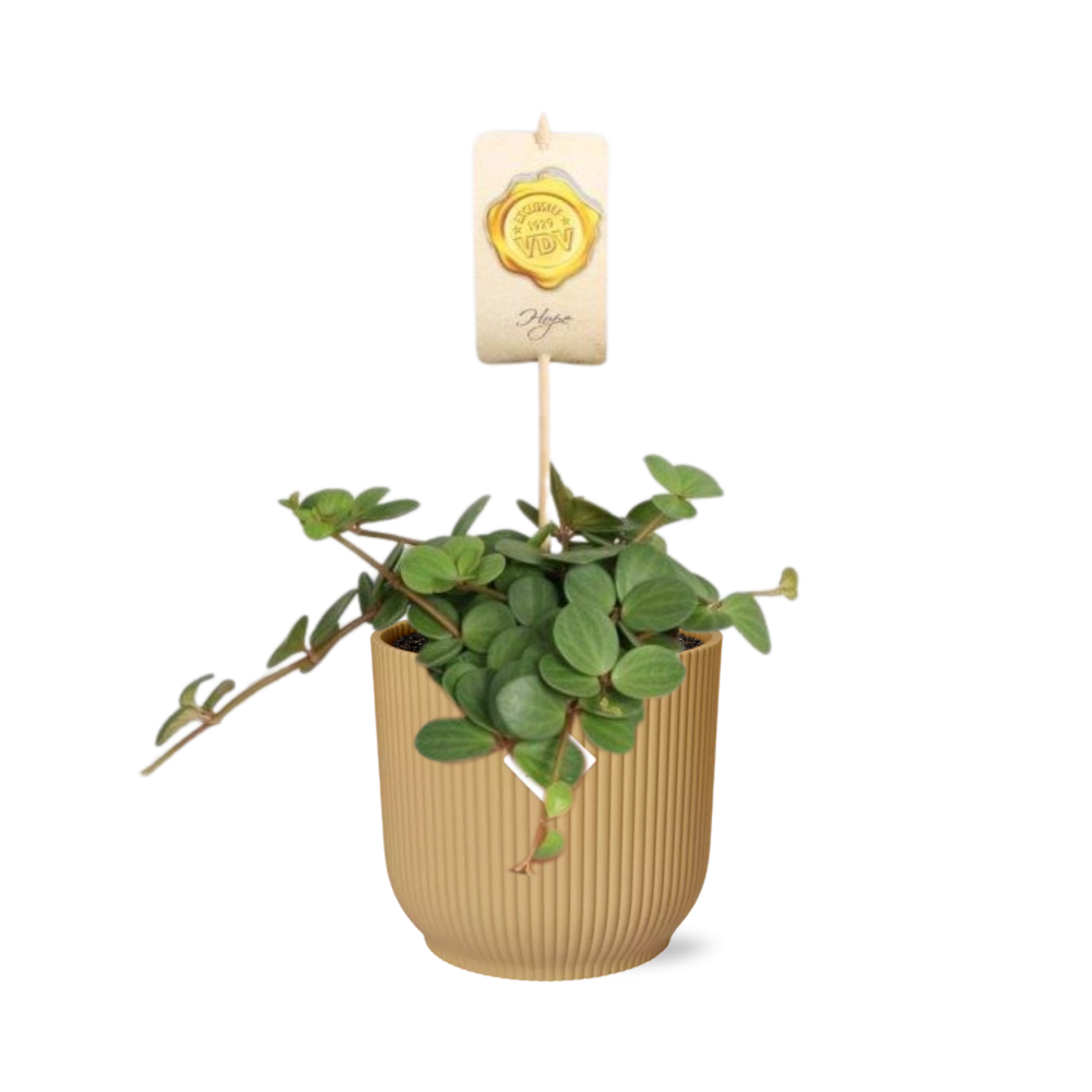 Peperomia ‘Hope’ in ELHO Vibes Fold 14cm gelb