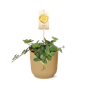 Peperomia ‘Hope’ in ELHO Vibes Fold 14cm gelb