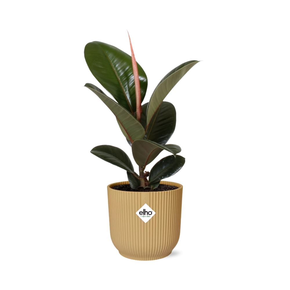 Ficus Elastica ‘Robusta’ in ELHO Vibes Fold 14cm gelb