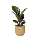 Ficus Elastica ‘Robusta’ in ELHO Vibes Fold 14cm gelb