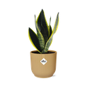 Sansevieria Futura Superba in ELHO Vibes Fold 14cm gelb