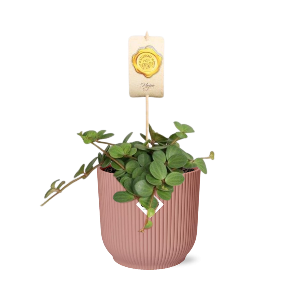 Peperomia ‘Hope’ in ELHO Vibes Fold 14cm rosa